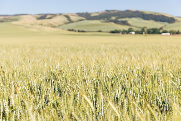 2025_VisitWW_02_Ag_Wheat_0003