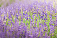 2025_VisitWW_02_Ag_CrocketRdLavender_0006