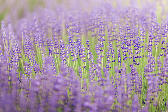 2025_VisitWW_02_Ag_CrocketRdLavender_0006