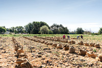 2025_VisitWW_03_Ag_CastoldiSweetOnions_0001