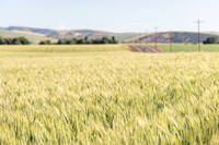 2025_VisitWW_02_Ag_Wheat_0005