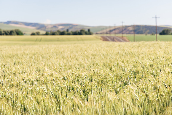 2025_VisitWW_02_Ag_Wheat_0005