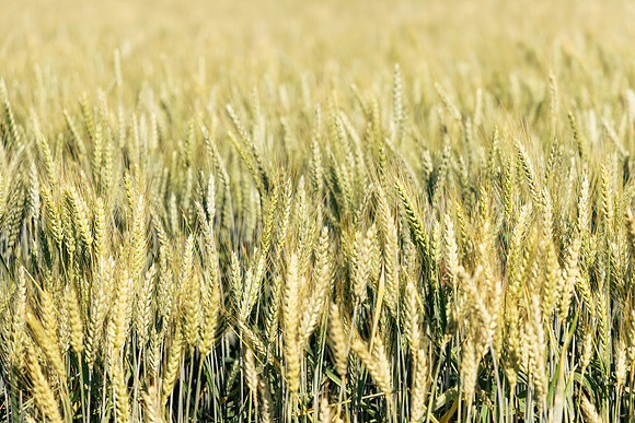 2025_VisitWW_02_Ag_Wheat_0002