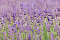 2025_VisitWW_02_Ag_CrocketRdLavender_0004