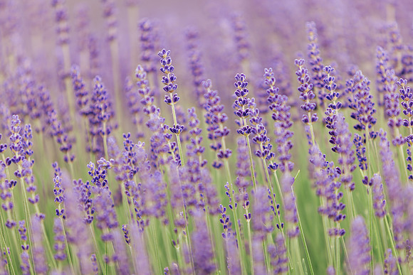 2025_VisitWW_02_Ag_CrocketRdLavender_0004