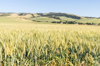 2025_VisitWW_02_Ag_Wheat_0001