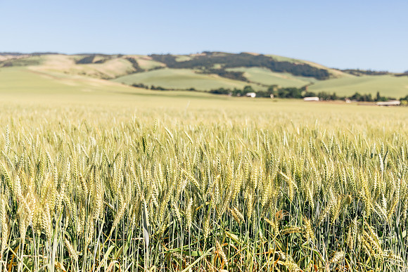 2025_VisitWW_02_Ag_Wheat_0001