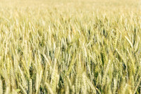 2025_VisitWW_02_Ag_Wheat_0004