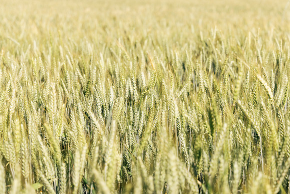 2025_VisitWW_02_Ag_Wheat_0004