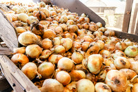 2025_VisitWW_03_Ag_CastoldiSweetOnions_0010