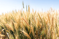 2025_VisitWW_02_Ag_Wheat_0008