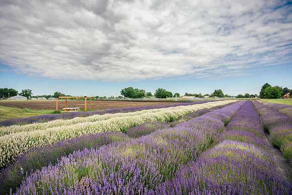2025_VisitWW_02_Ag_CrocketRdLavender_0003