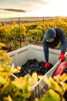 2024_Leonetti_Harvest_0012