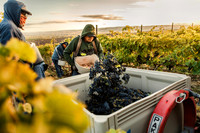 2024_Leonetti_Harvest_0016