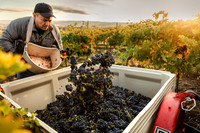 2024_Leonetti_Harvest_0018