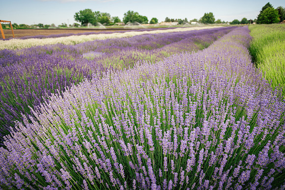 2025_VisitWW_02_Ag_CrocketRdLavender_0001