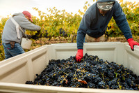 2024_Leonetti_Harvest_0019