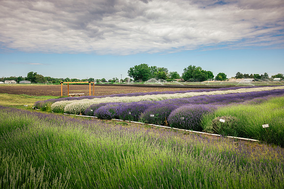 2025_VisitWW_02_Ag_CrocketRdLavender_0002
