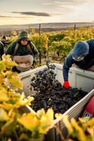2024_Leonetti_Harvest_0013