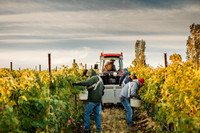 2024_Leonetti_Harvest_0007