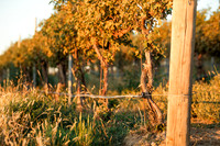 2024_Carbondale_Fall_0011