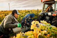2024_Leonetti_Harvest_0017