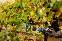 2024_Leonetti_Harvest_0009