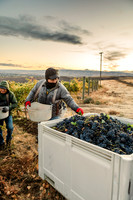 2024_Leonetti_Harvest_0003