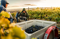 2024_Leonetti_Harvest_0015