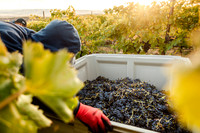 2024_Leonetti_Harvest_0014