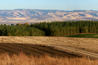IMG_6361 pan wide alt2 12x18