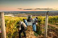 2024_Leonetti_Harvest_0004