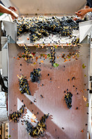 2024_Leonetti_Crush_0003