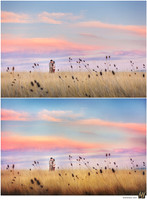 Basic Edit vs Signature Edit