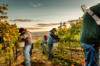 2024_Leonetti_Harvest_0005