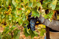 2024_Leonetti_Harvest_0008