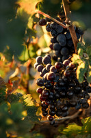 2024_Carbondale_Fall_0003