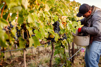2024_Leonetti_Harvest_0006