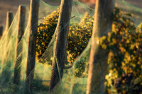 2024_Carbondale_Fall_0006