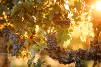 2024_Carbondale_Fall_0010