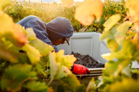 2024_Leonetti_Harvest_0011