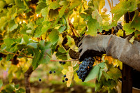 2024_Leonetti_Harvest_0010